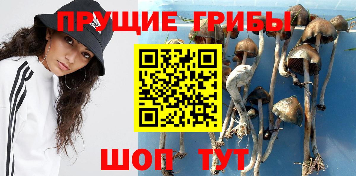 Псилоцибиновые грибы MAGIC MUSHROOMS  Галлюциногенные грибы мицелий  Лесной  Вход с VPN 
